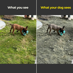 Comparison of a dog playing with a toy on grass and dirt, showing visual differences.