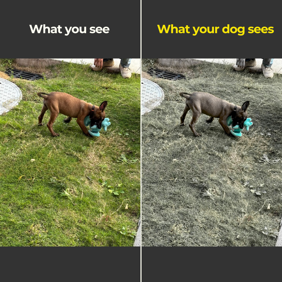 Comparison of a dog playing with a toy on grass and dirt, showing visual differences.