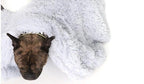 Dog peeking out from under a fluffy white blanket on a white background