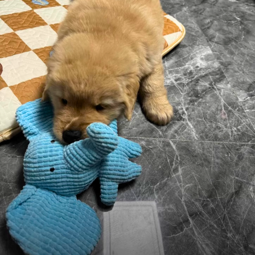 Puppy playing with a blue toy on a checkered floor.