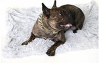 Dog wearing a decorative collar on a fluffy white blanket