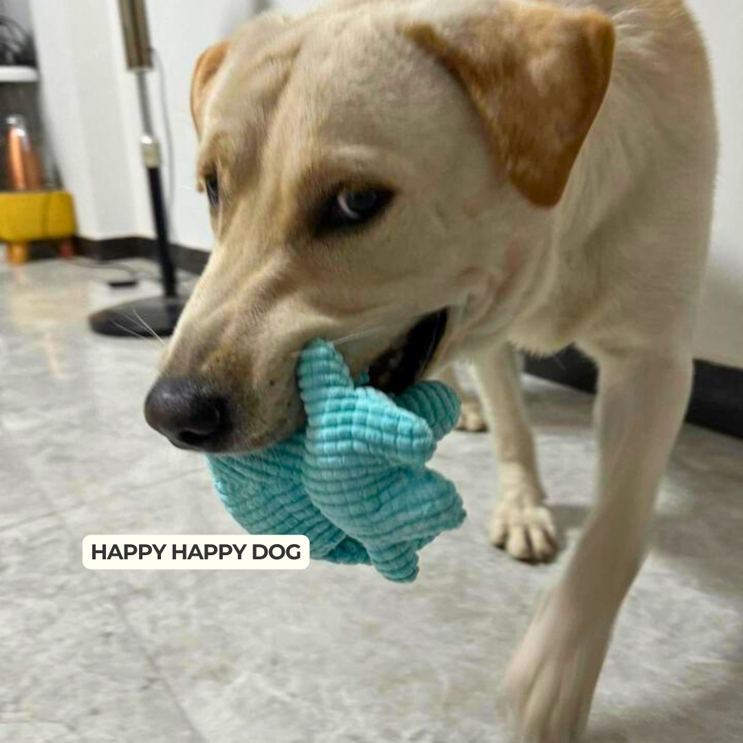 Dog playing with a blue toy indoors, with 'Happy Happy Dog' branding.