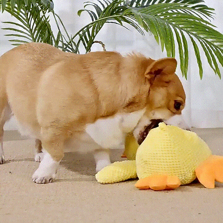 Dog playing with toy