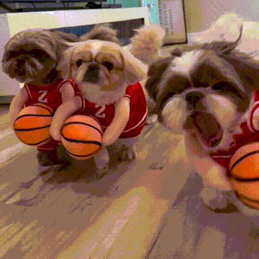 Dog Basketball Halloween Costume