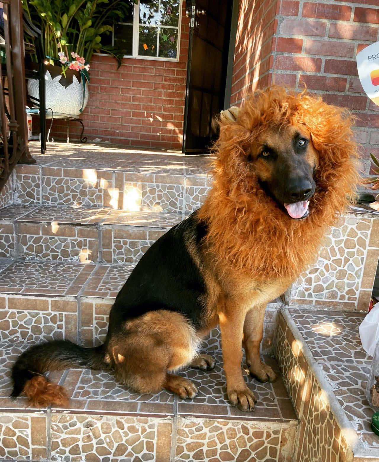 Dog Lions Mane Halloween Costume