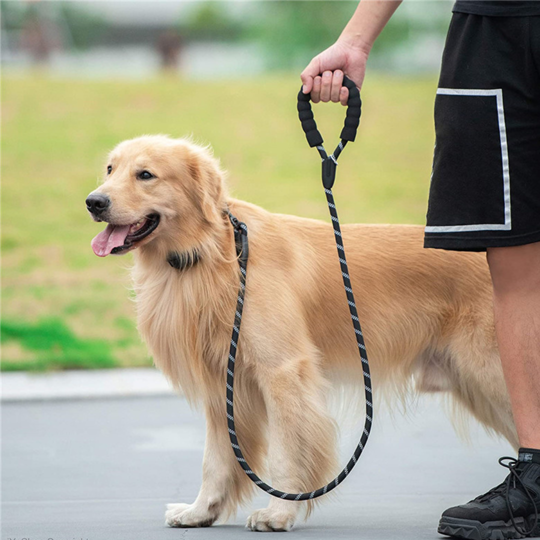 a man waking with his dog with reflective dog leashes 