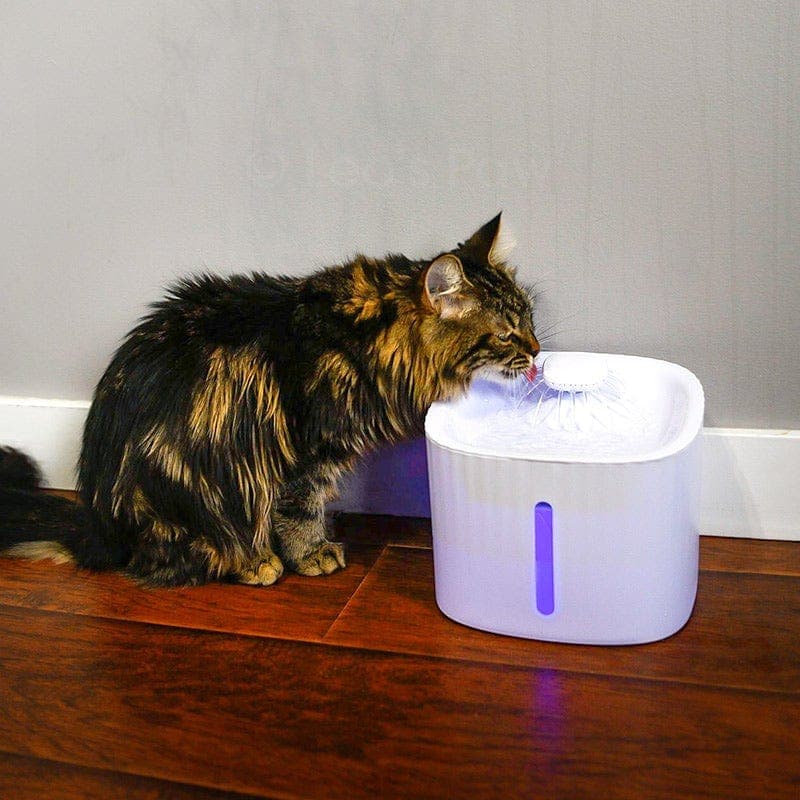 A cat  drinking water from an automatic LED filtered