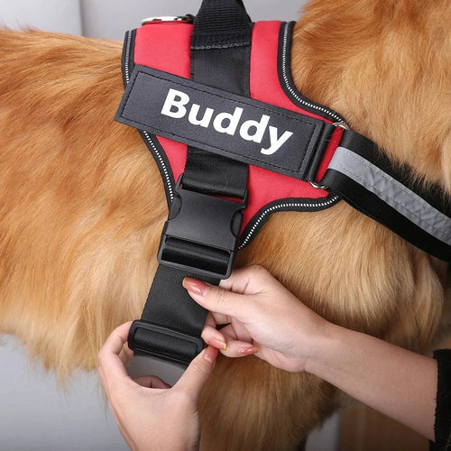 Dog Wearing Custom No Pull Dog Harness in Red