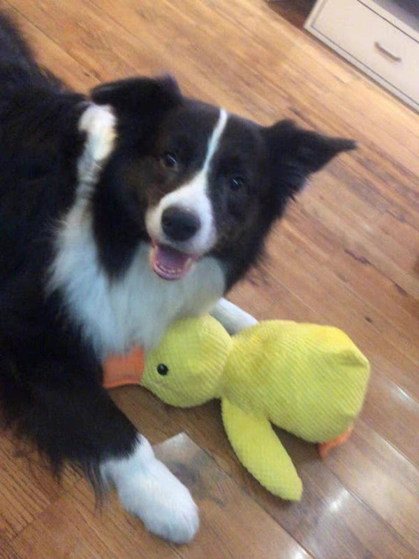 Customer photo of a dog with the Calming Duck