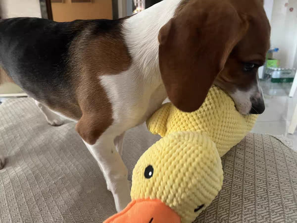 Customer photo of a dog with the Calming Duck