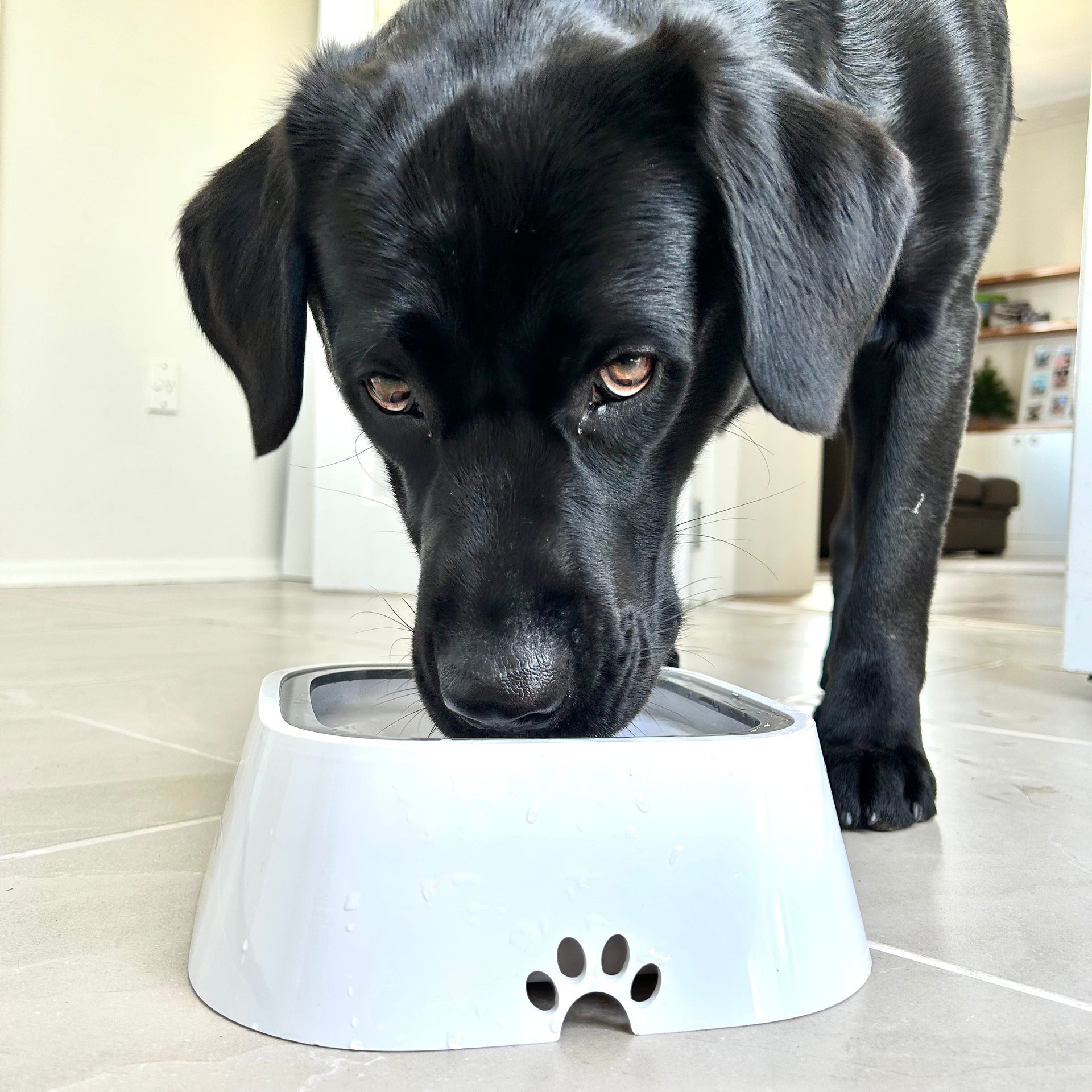Zero Splash Dog Water Bowl for Clean Floors